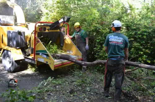 tree services Avenue B and C